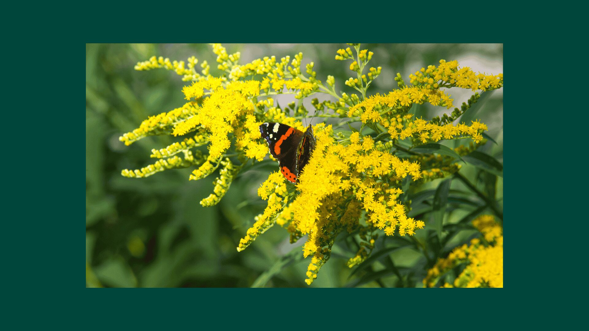 Die Goldrute hat Besuch von einem Schmetterling