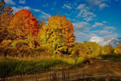 Wald in der phänologischen Jahreszeit Frühherbst