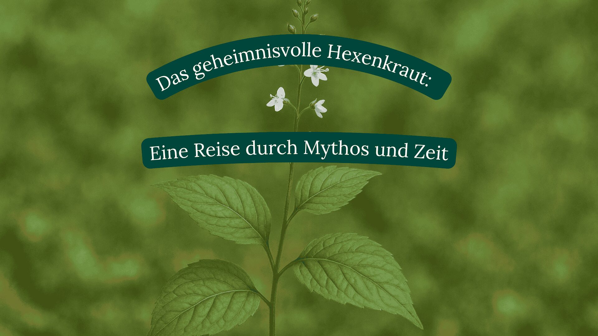 Hexenkraut
