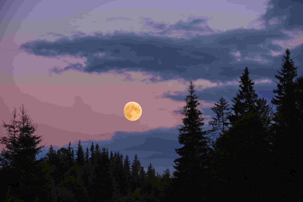 Man sieht den Vollmond am rosaHimmel mit Wolken und davor Bäume